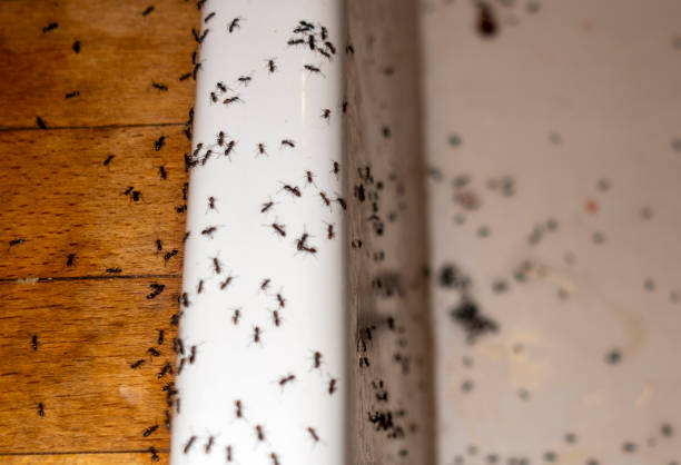 Best Bed Bug Extermination  in Wellington, KS