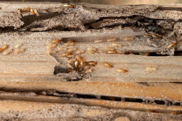 Best Affordable Pest Control Services  in Wellington, KS