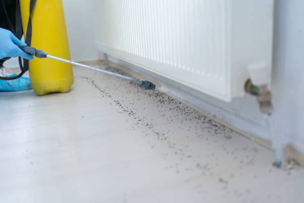 Best Ant Control Services  in Wellington, KS